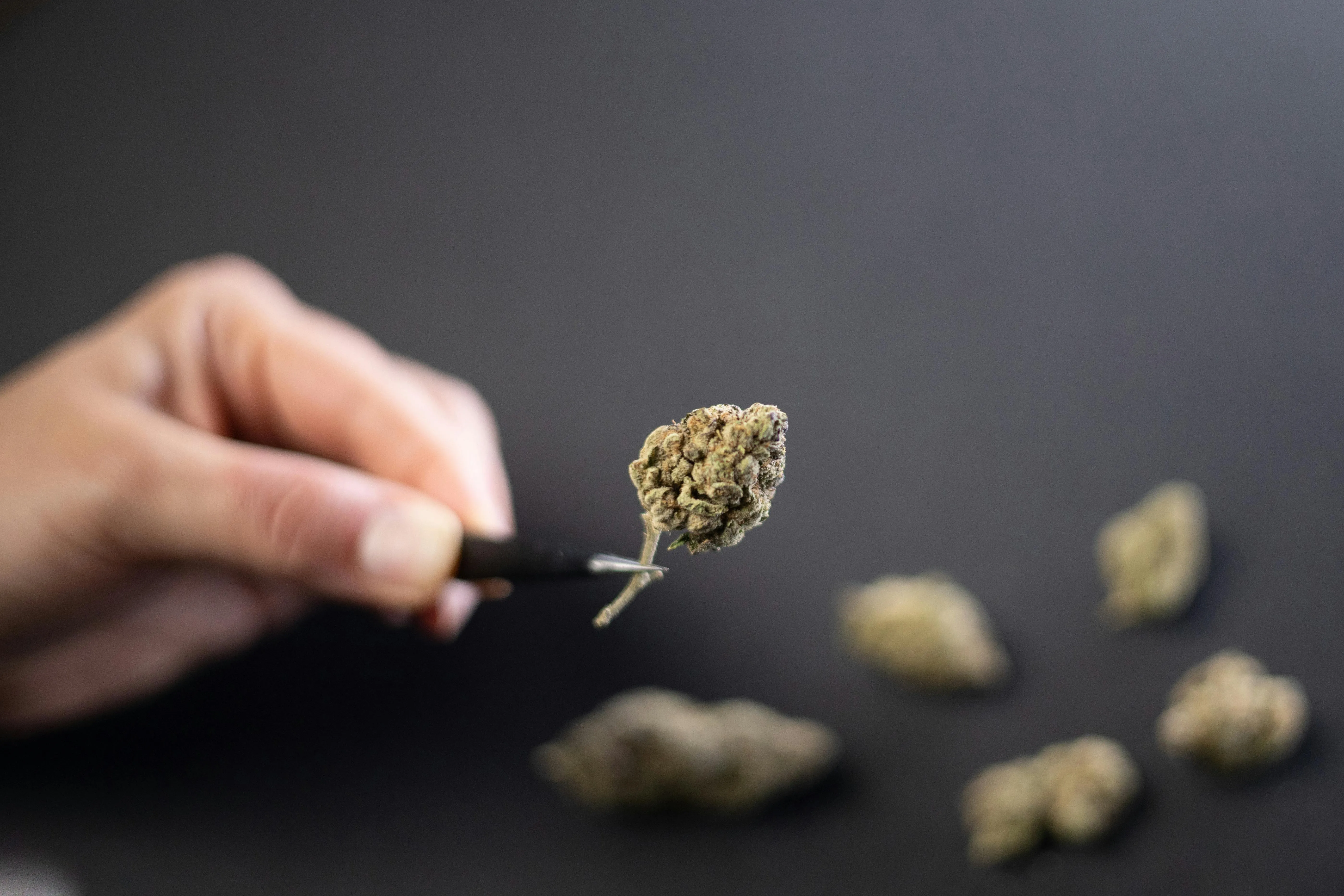 cannabis seeds