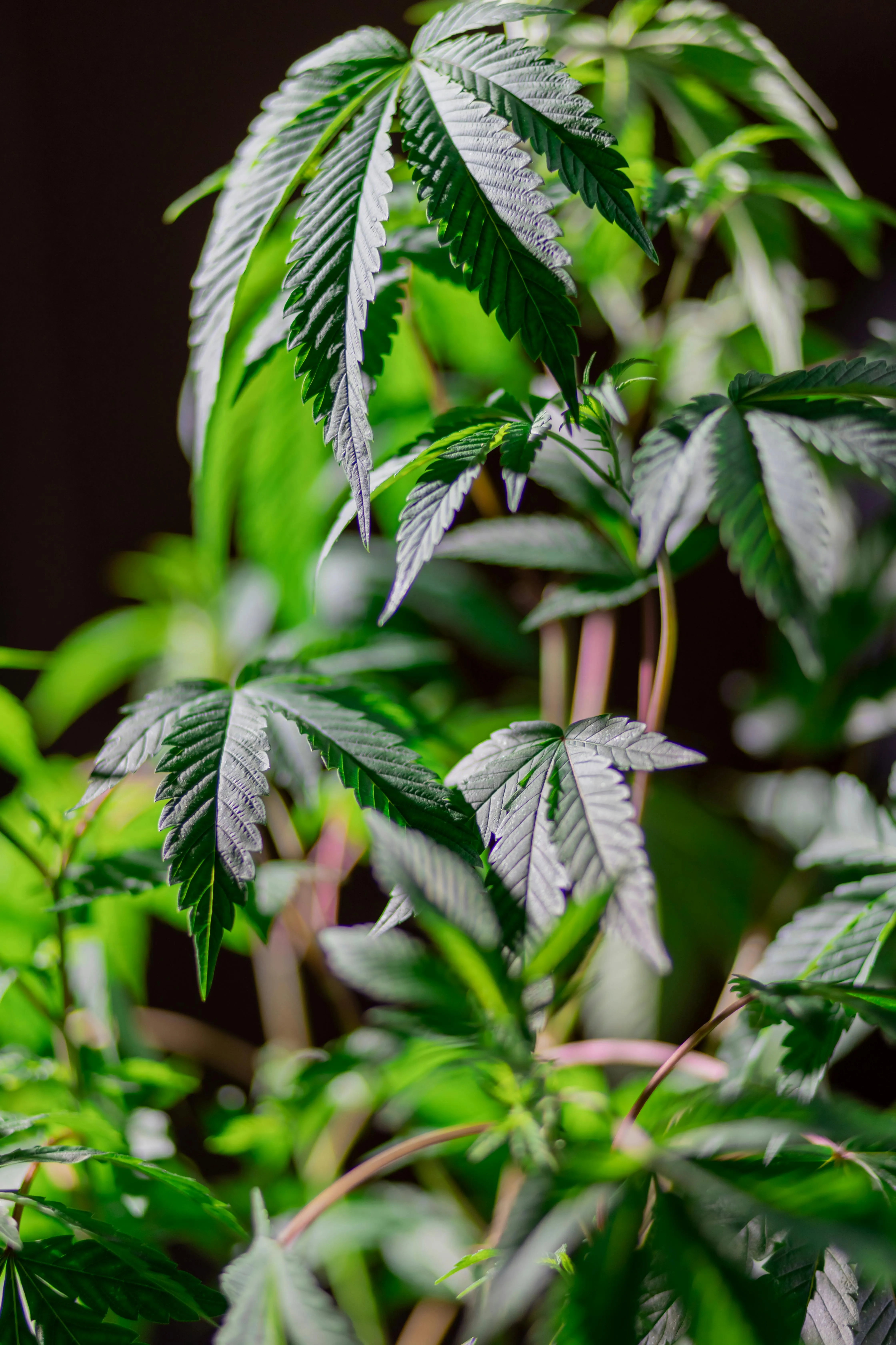 cannabis seed bank