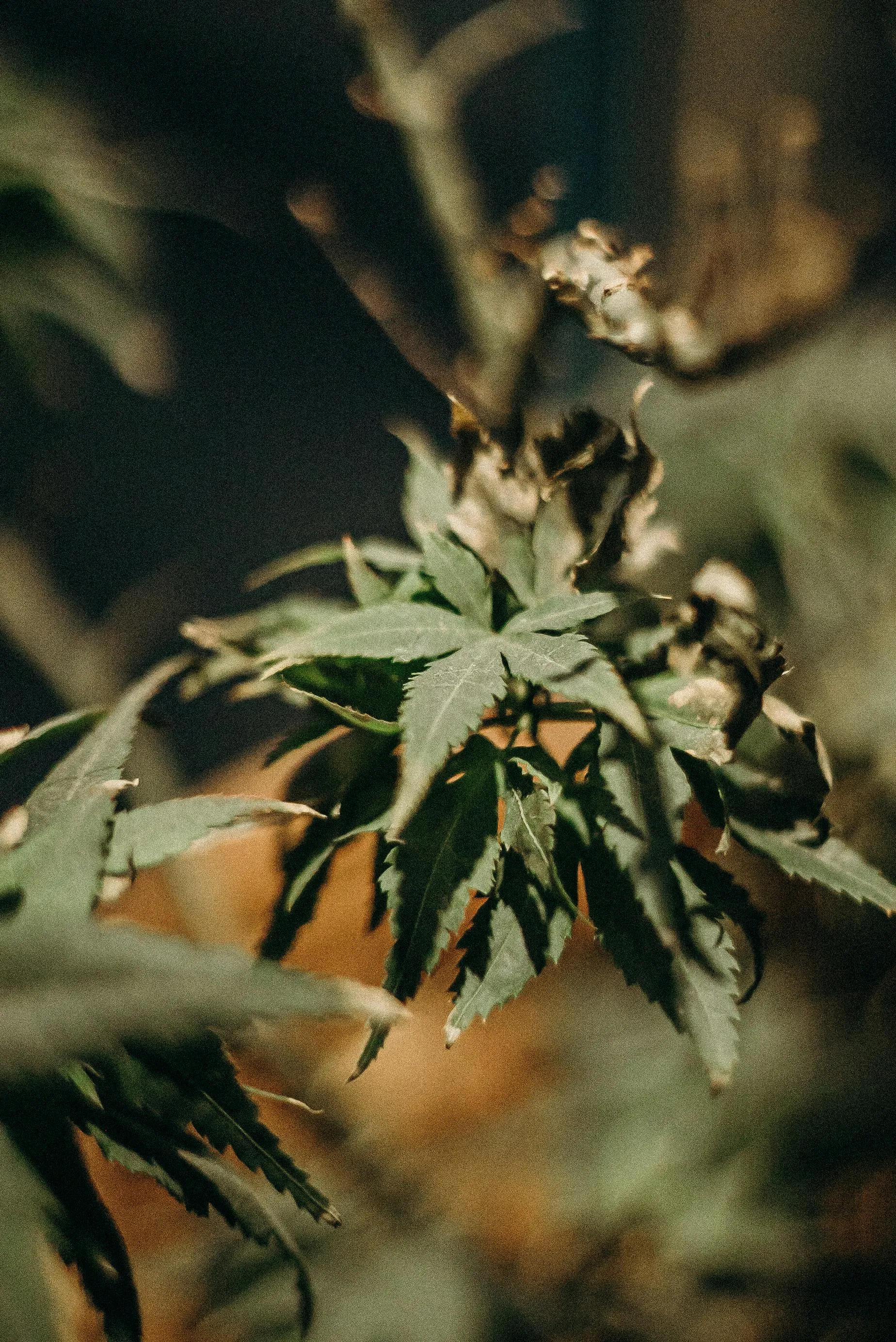 cannabis delivery